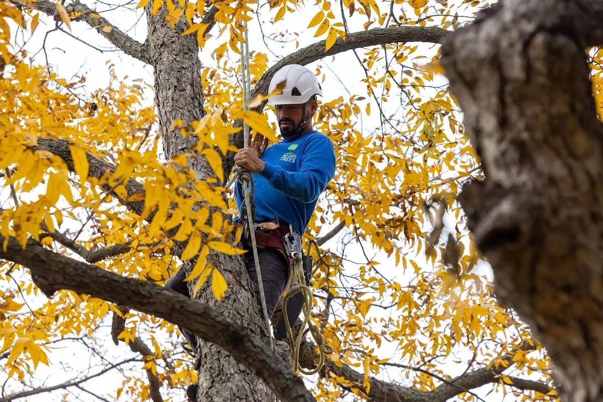 Skilled Storm Damage Cleanup crew working in Grove City